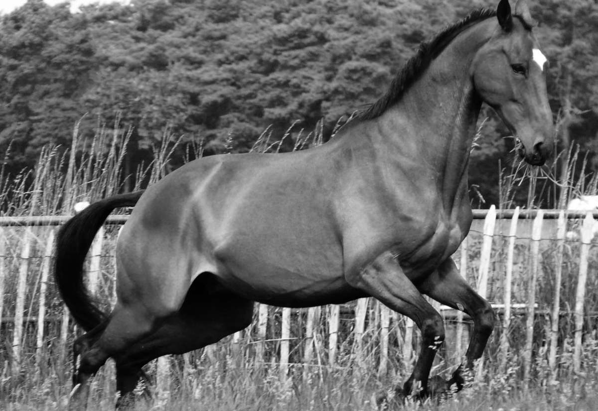 symboliek en kracht paarden medicijnvrouw Centrum Equus