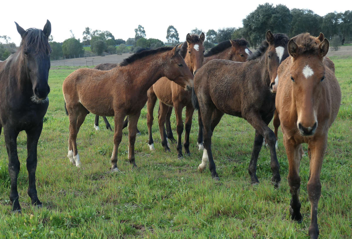 Karma paarden genezing Centrum Equus